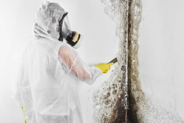 Best Crawl Space Mold Removal  in New Windsor, MD