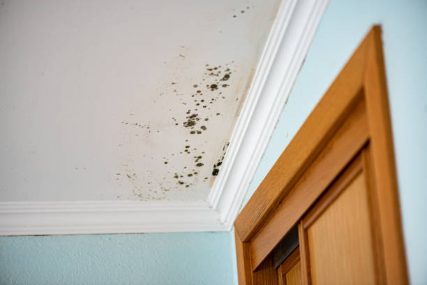 Best Residential Mold Removal  in New Windsor, MD
