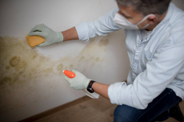 Best Attic Mold Removal  in New Windsor, MD