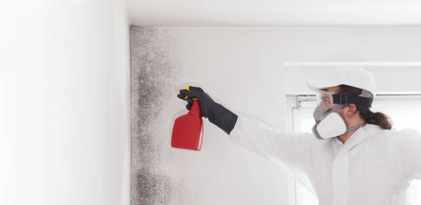 Professional Mold Removal in New Windsor, MD