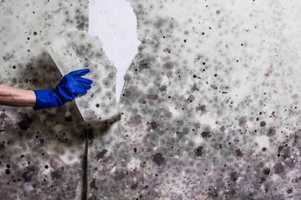 Best Mold Damage Repair  in New Windsor, MD