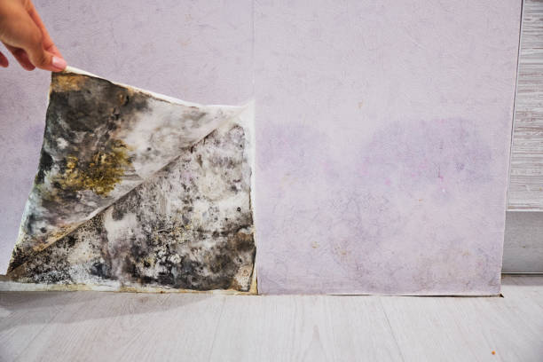 Best Fast Mold Removal  in New Windsor, MD